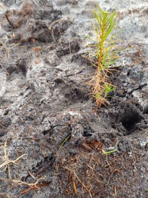 Reforestation project following the 2022 fires in Gironde