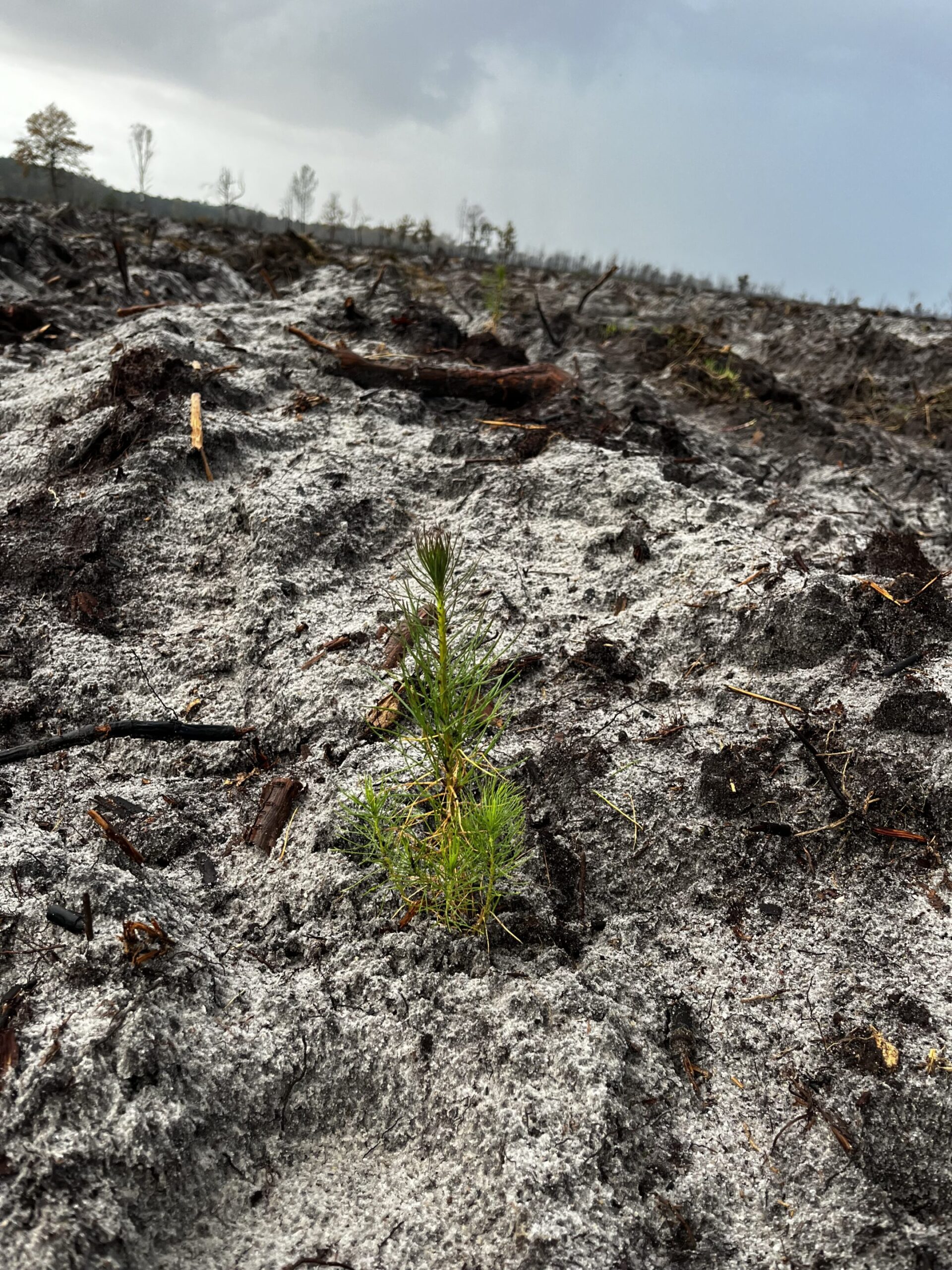 Reforestation project following the 2022 fires in Gironde