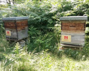 JYGA beehives