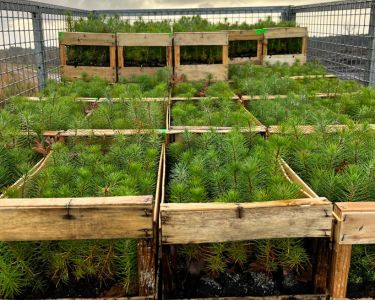 Tree planting 2024 - JYGA