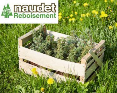 Naudet reforestation