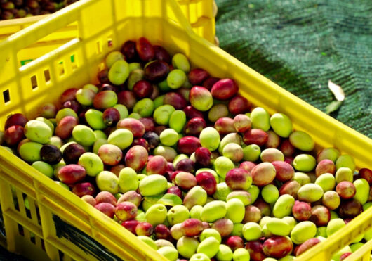Euro-standard container - Blog | JYGA
